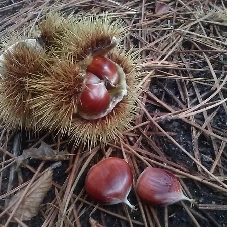 Casa De Verdes Hétvégi ház San Pelayo