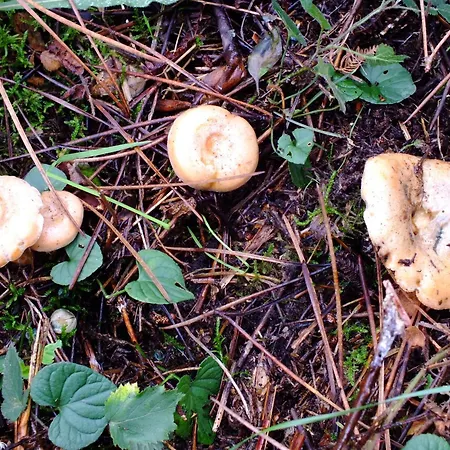 Casa De Verdes San Pelayo